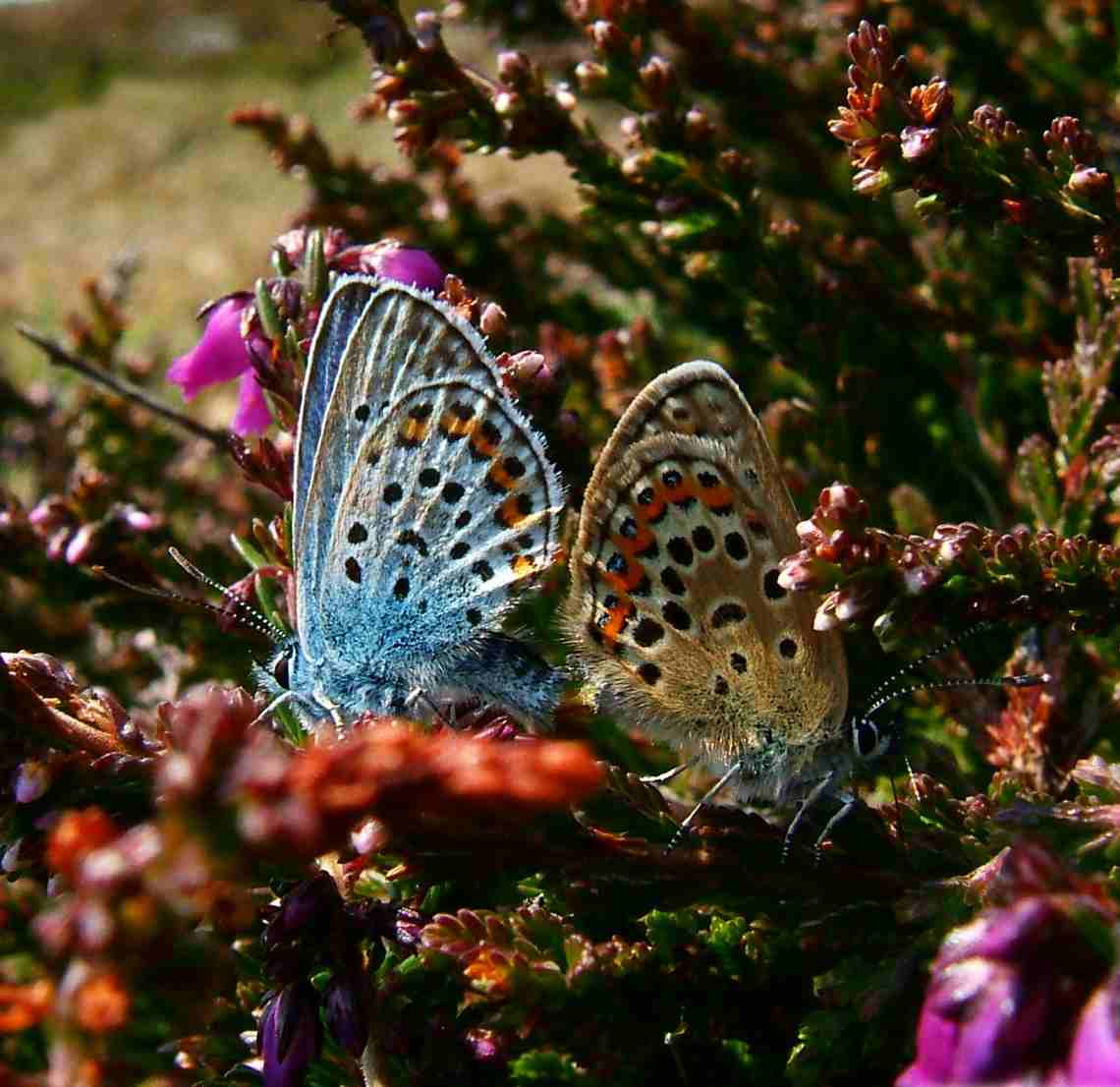 Plebejus argus Plebejus argus